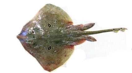 Raja polystigma_09.jpg